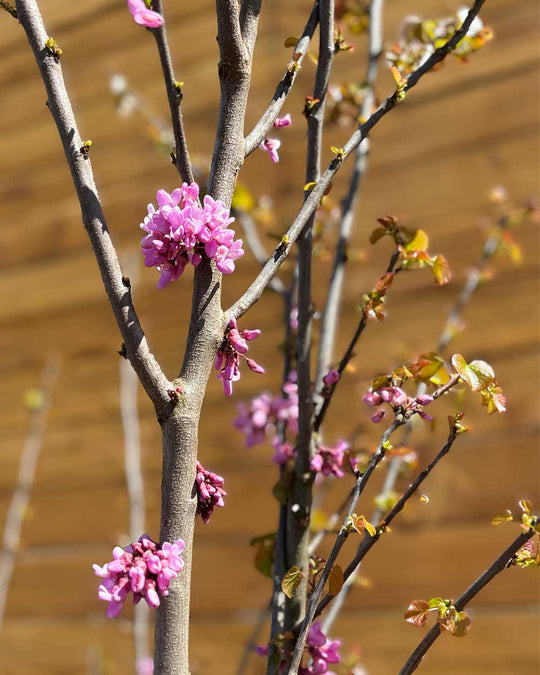 Gewöhnlicher Judasbaum – Cercis siliquastrum (Mehrstämmig)