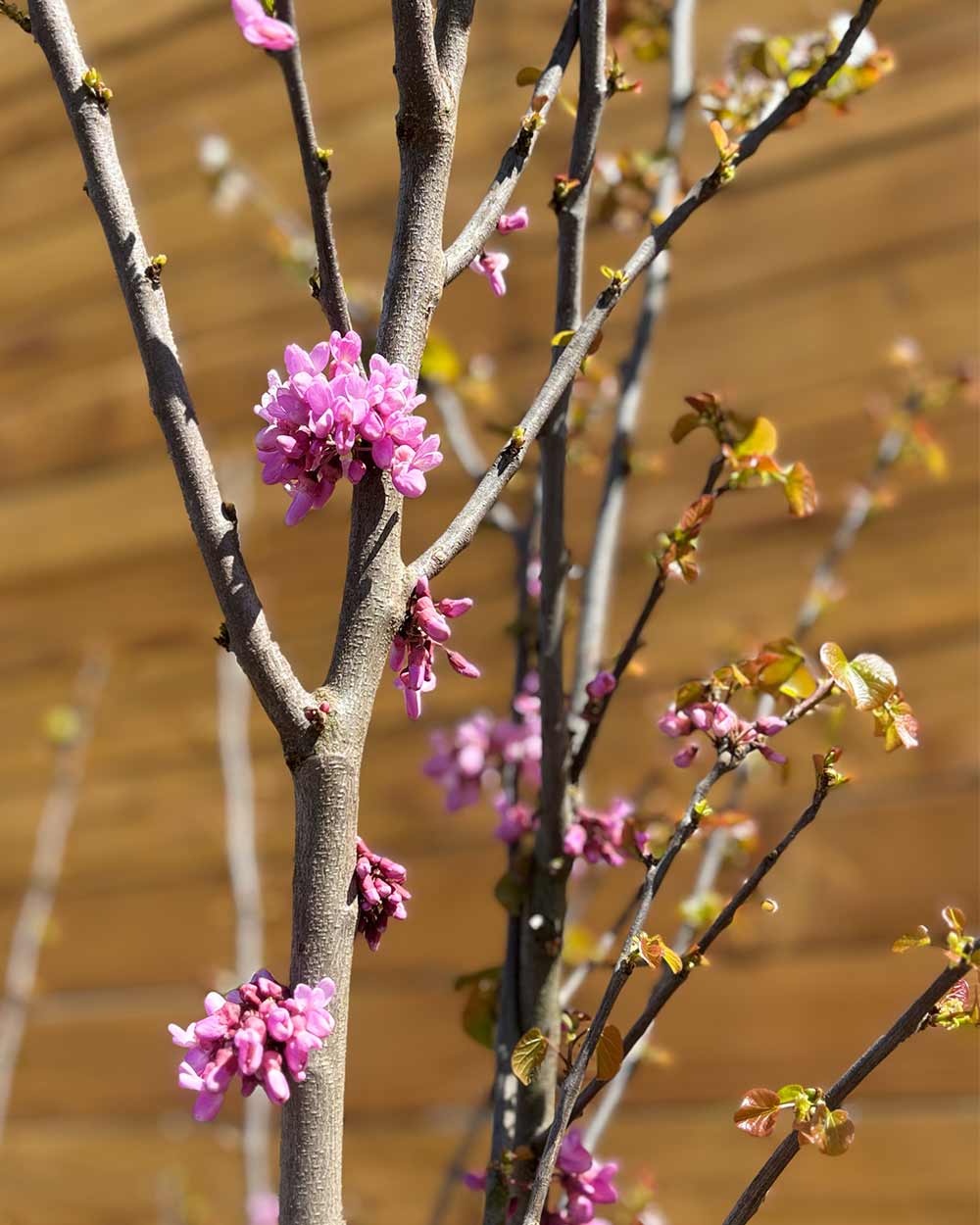 Gewöhnlicher Judasbaum – Cercis siliquastrum (Mehrstämmig)