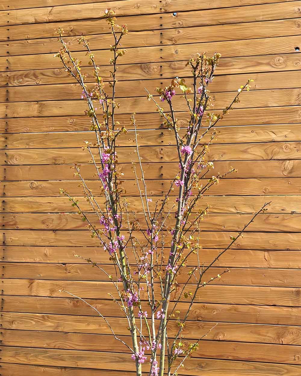 Gewöhnlicher Judasbaum – Cercis siliquastrum (Mehrstämmig)
