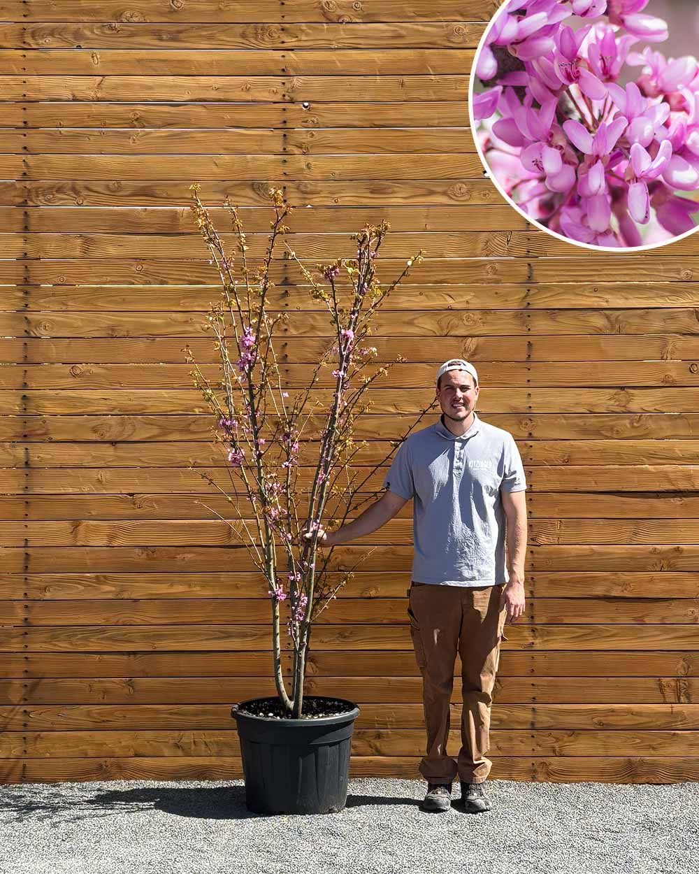 Gewöhnlicher Judasbaum – Cercis siliquastrum (Mehrstämmig)
