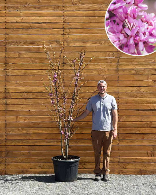 Gewöhnlicher Judasbaum – Cercis siliquastrum (Mehrstämmig)