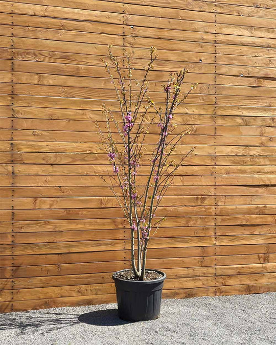 Gewöhnlicher Judasbaum – Cercis siliquastrum (Mehrstämmig)