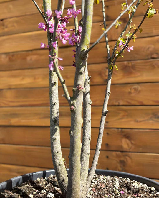 Gewöhnlicher Judasbaum – Cercis siliquastrum (Mehrstämmig)