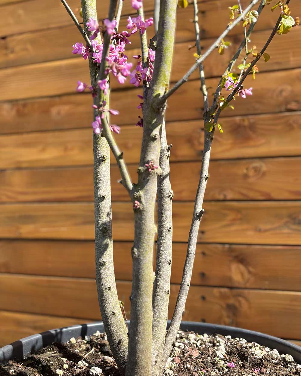 Gewöhnlicher Judasbaum – Cercis siliquastrum (Mehrstämmig)