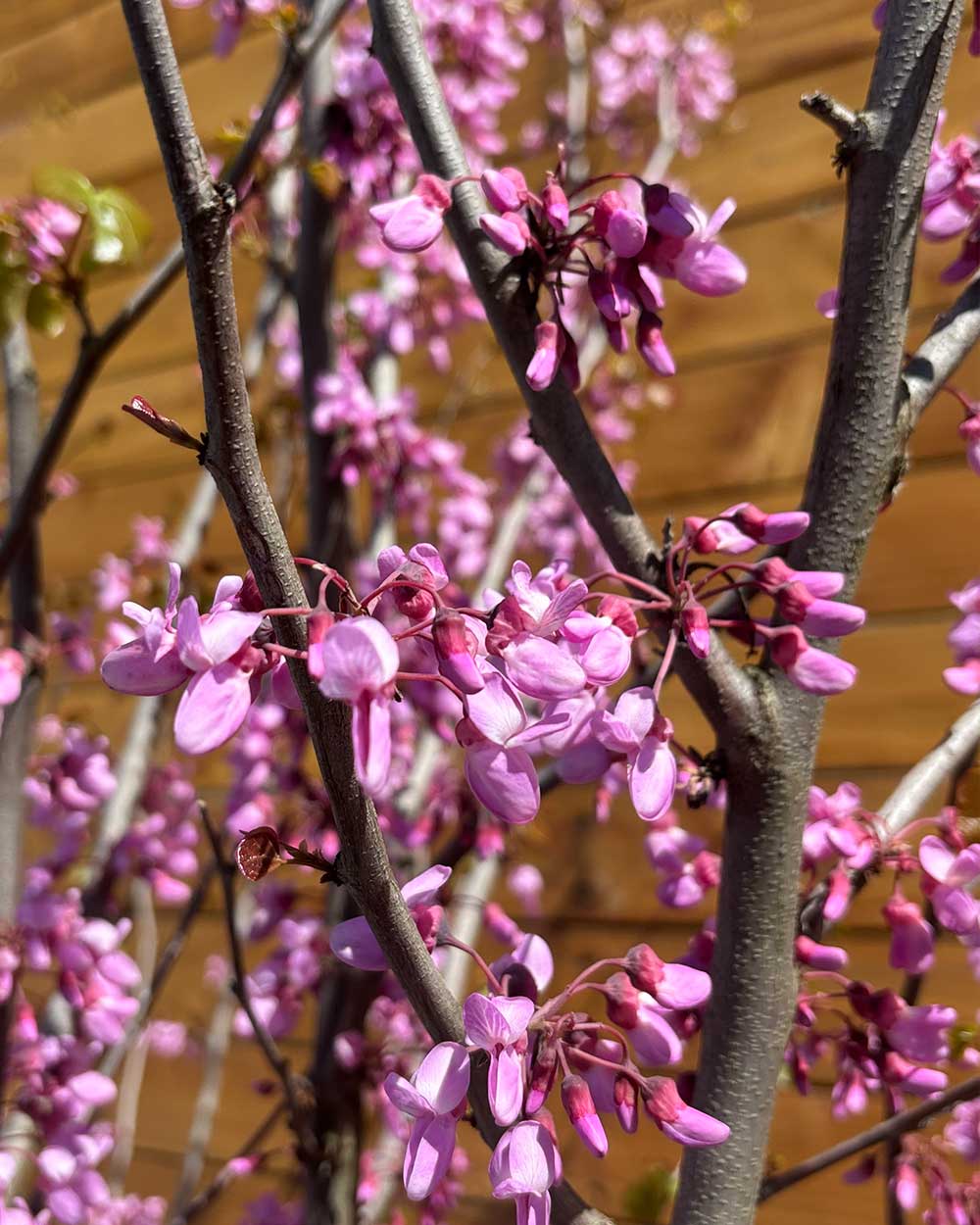 Gewöhnlicher Judasbaum – Cercis siliquastrum (Mehrstämmig)