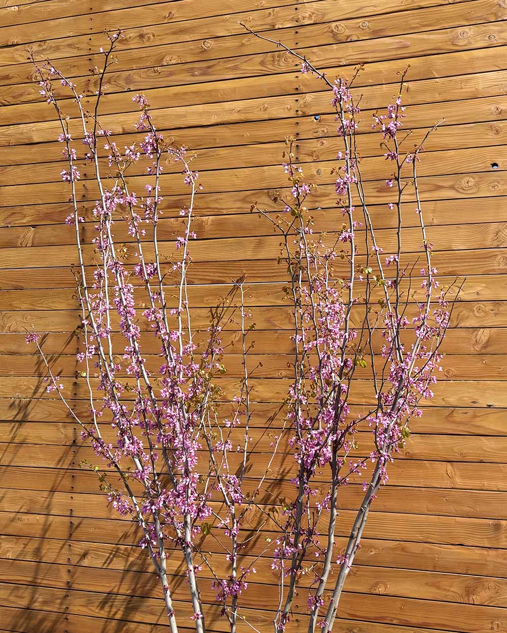 Gewöhnlicher Judasbaum – Cercis siliquastrum (Mehrstämmig)