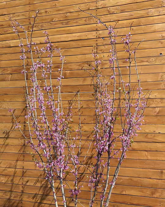 Gewöhnlicher Judasbaum – Cercis siliquastrum (Mehrstämmig)