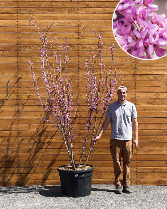Gewöhnlicher Judasbaum – Cercis siliquastrum (Mehrstämmig)