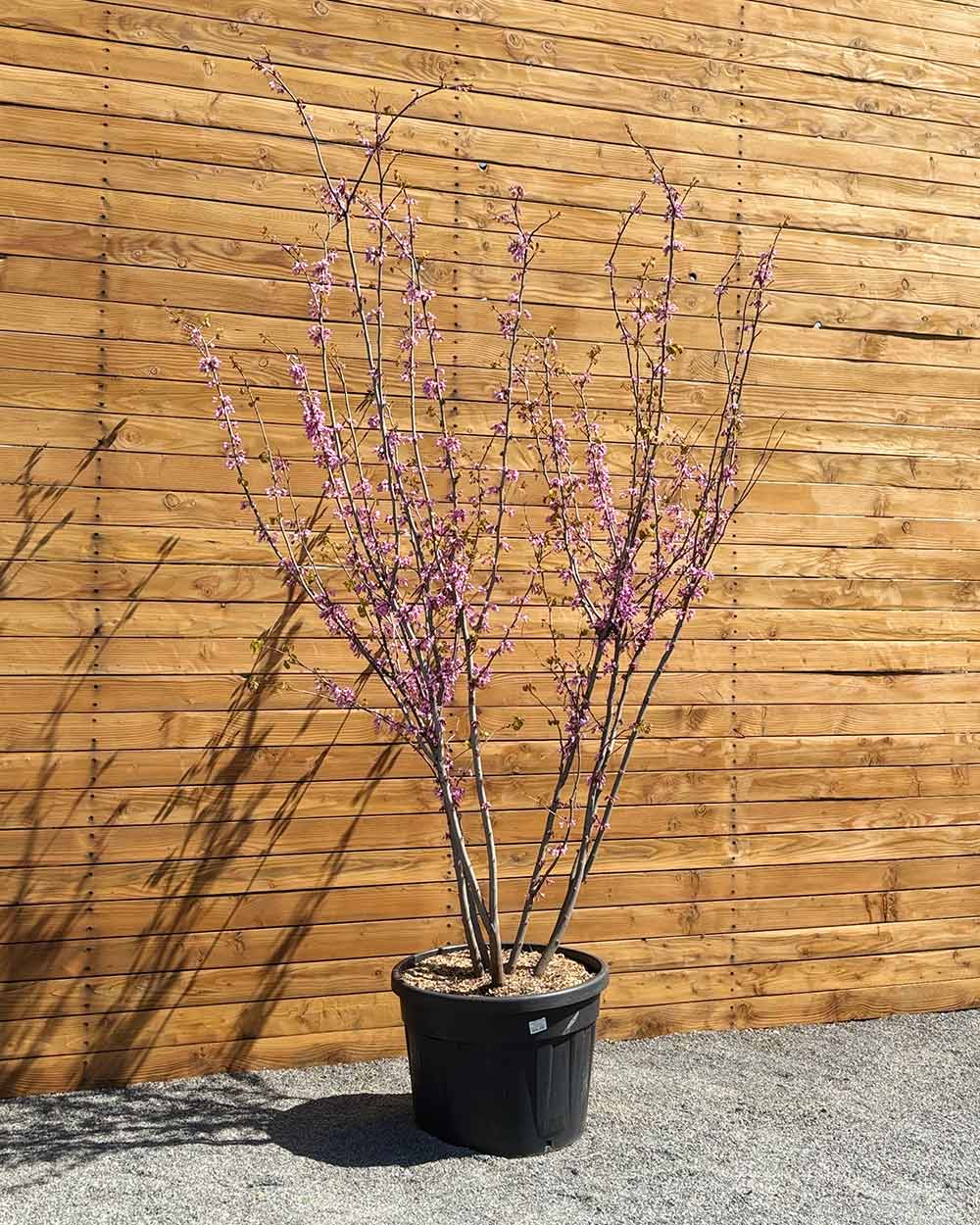 Gewöhnlicher Judasbaum – Cercis siliquastrum (Mehrstämmig)