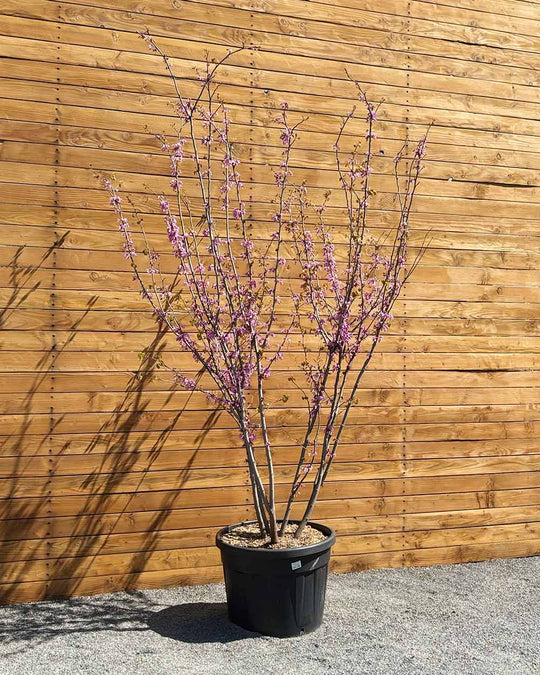 Gewöhnlicher Judasbaum – Cercis siliquastrum (Mehrstämmig)