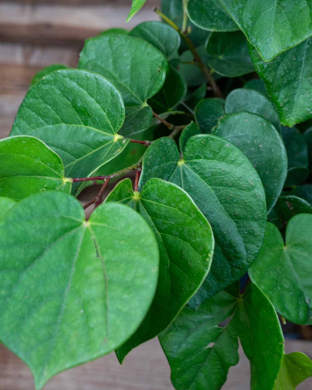 Judasbaum – Cercis (Sortenauswahl)