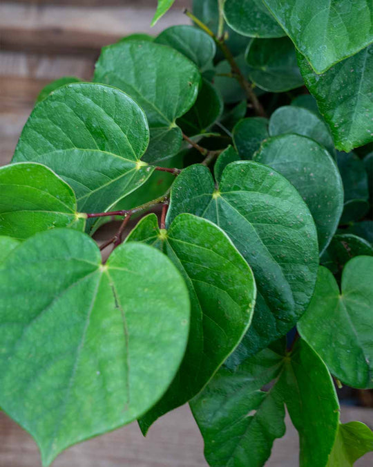 Judasbaum – Cercis (Sortenauswahl)