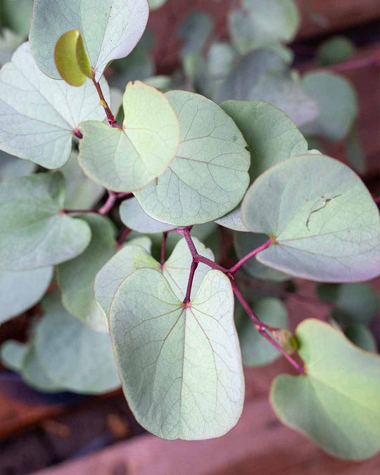 Judasbaum – Cercis (Sortenauswahl)