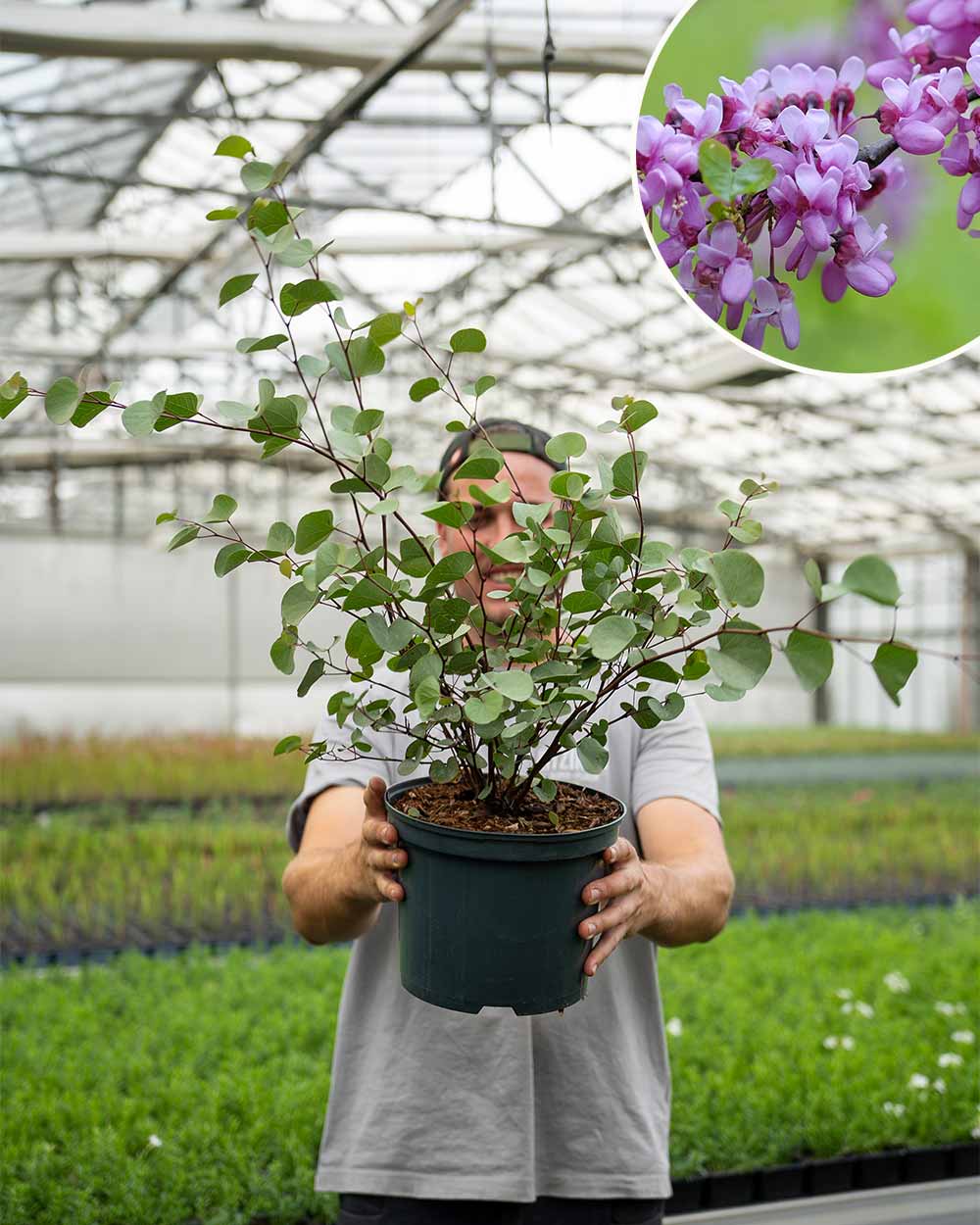 Judasbaum – Cercis (Sortenauswahl)