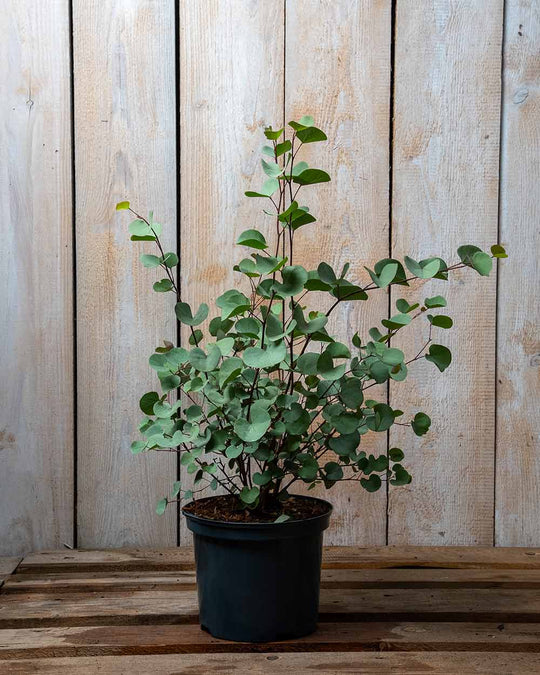 Judasbaum – Cercis (Sortenauswahl)