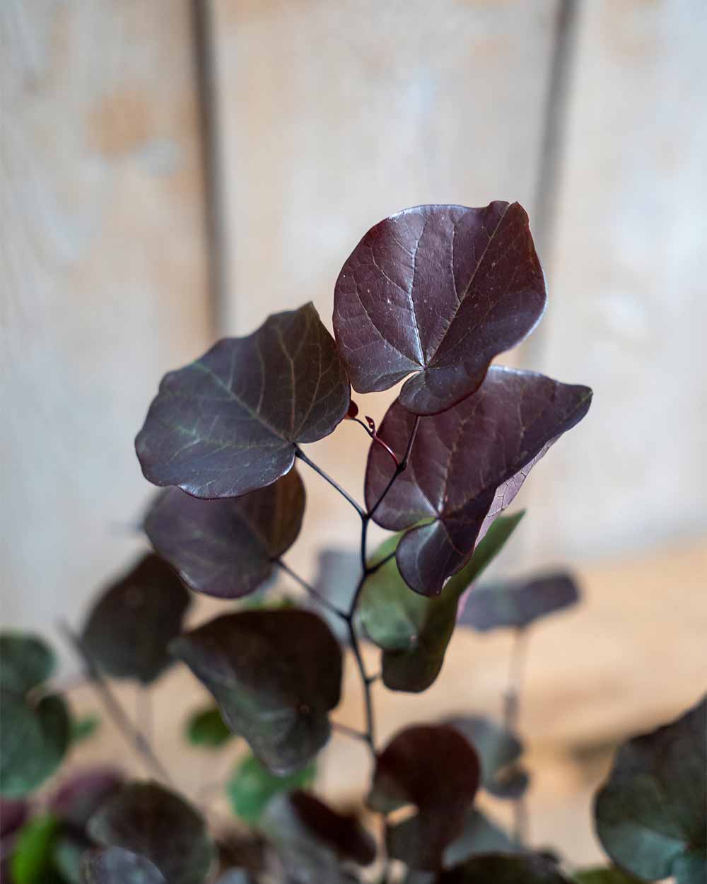 Judasbaum – Cercis (Sortenauswahl)