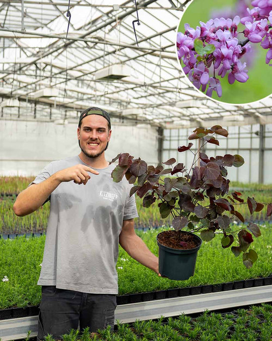 Judasbaum – Cercis (Sortenauswahl)