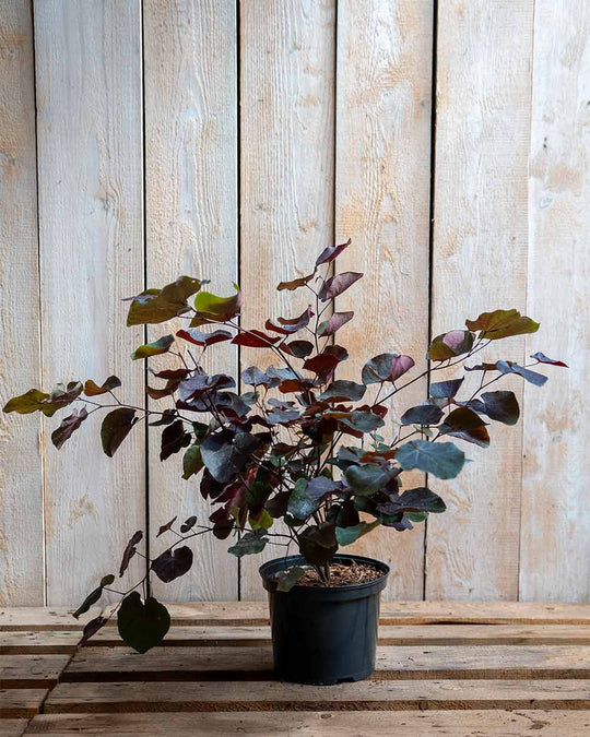 Judasbaum – Cercis (Sortenauswahl)