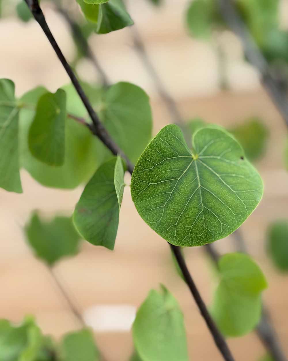 Gewöhnlicher Judasbaum "Cercis Siliquastrum" Mehrstämmig
