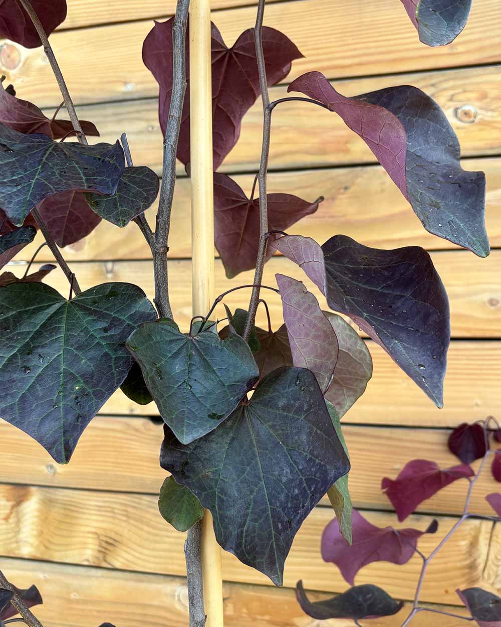 Kanadischer Judasbaum – Cercis canadensis ‘Forest Pansy’ (Mehrstämmig)
