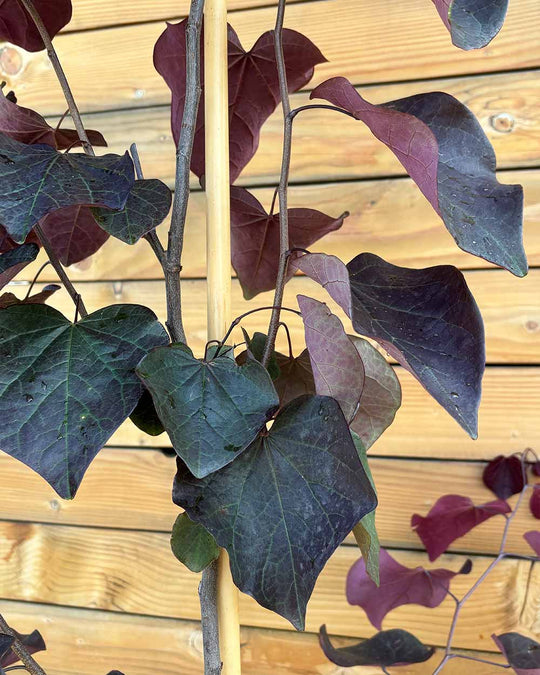 Kanadischer Judasbaum – Cercis canadensis ‘Forest Pansy’ (Mehrstämmig)
