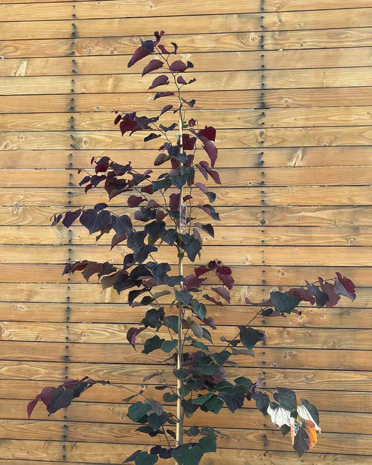 Kanadischer Judasbaum – Cercis canadensis ‘Forest Pansy’ (Mehrstämmig)