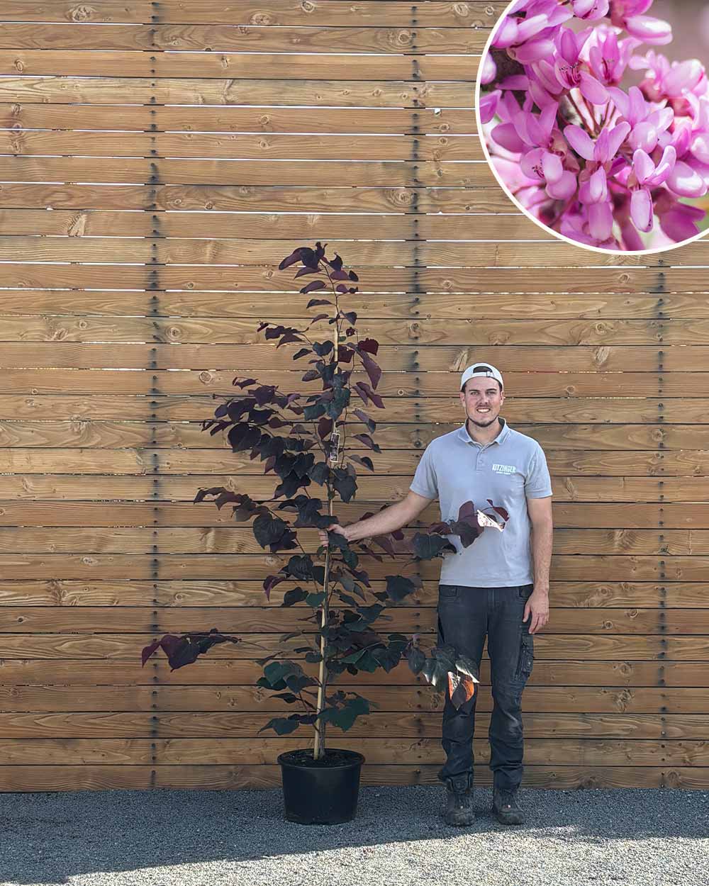 Kanadischer Judasbaum – Cercis canadensis ‘Forest Pansy’ (Mehrstämmig)