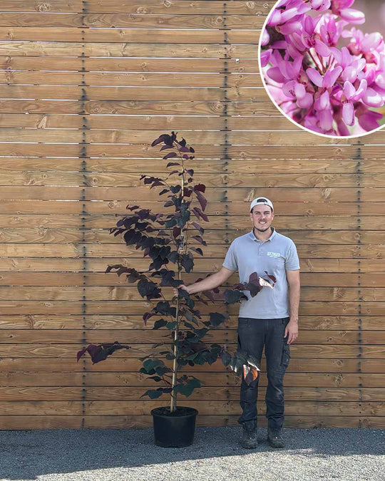 Kanadischer Judasbaum – Cercis canadensis ‘Forest Pansy’ (Mehrstämmig)