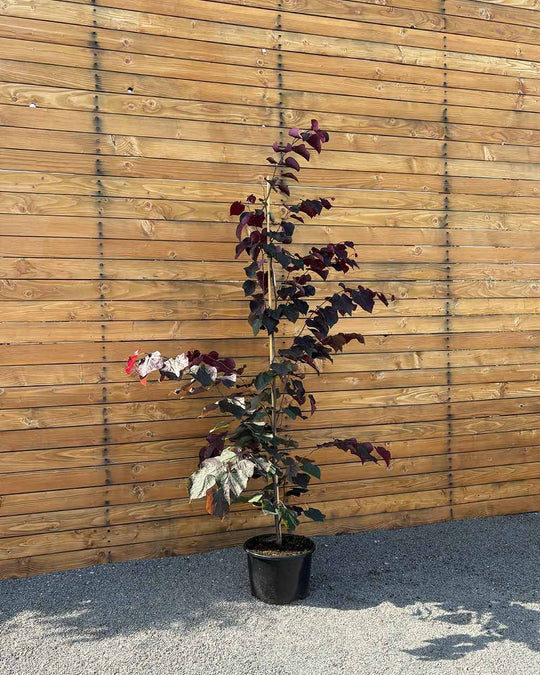 Kanadischer Judasbaum – Cercis canadensis ‘Forest Pansy’ (Mehrstämmig)