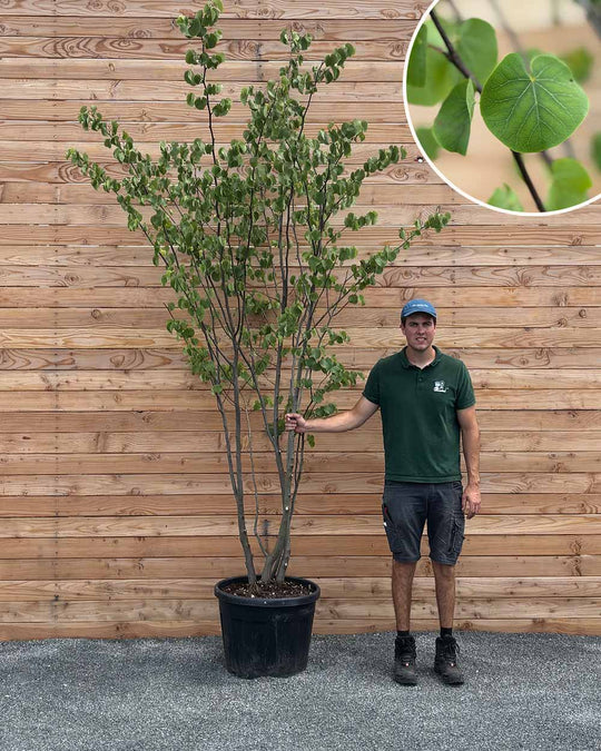 Gewöhnlicher Judasbaum (Cercis Siliquastrum) Mehrstämmig