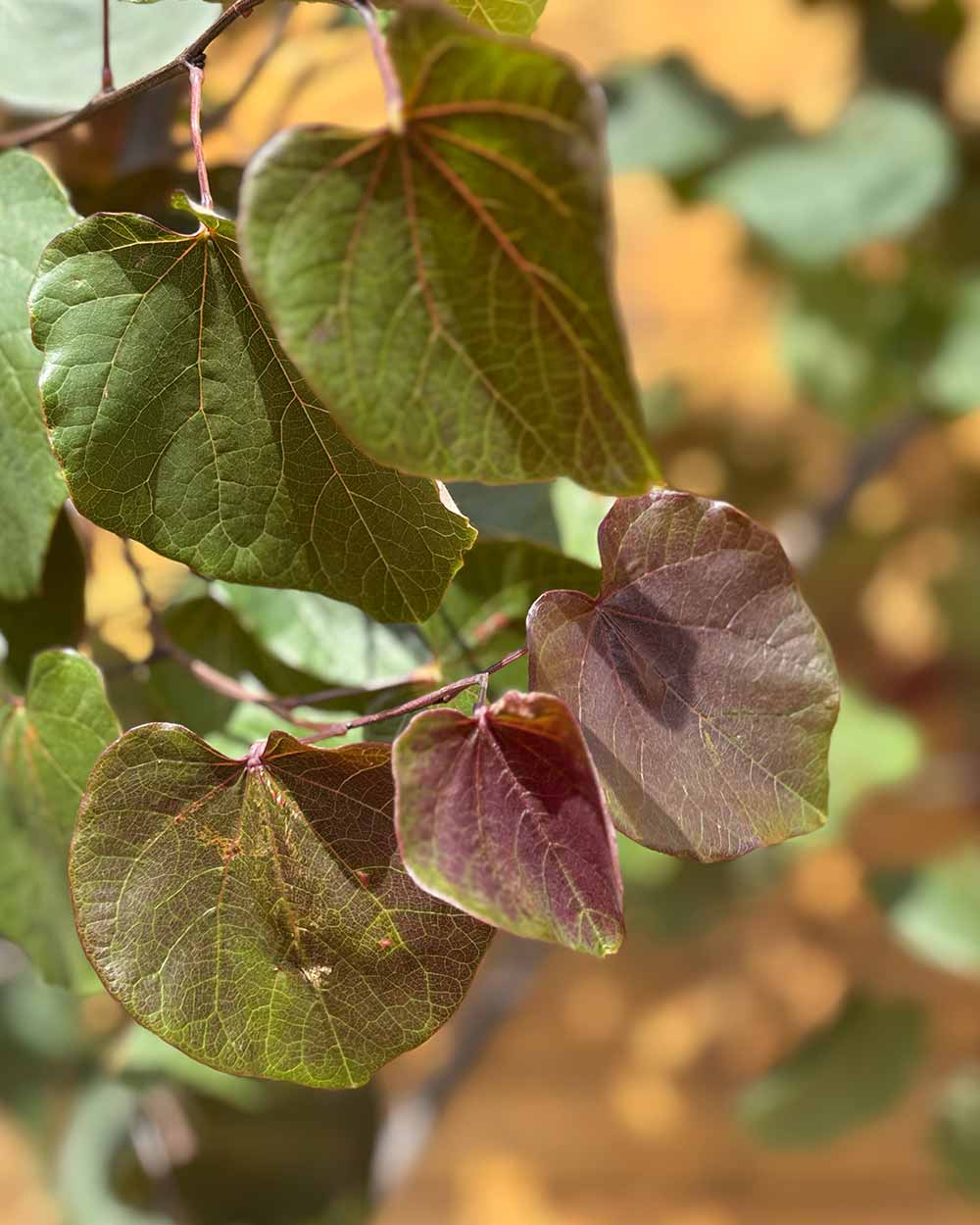 Kanadischer Judasbaum – Cercis canadensis ‘Merlot’ (Mehrstämmig) (Pre Sale)
