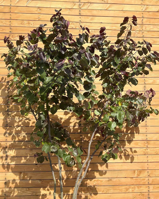 Kanadischer Judasbaum – Cercis canadensis ‘Merlot’ (Mehrstämmig) (Pre Sale)