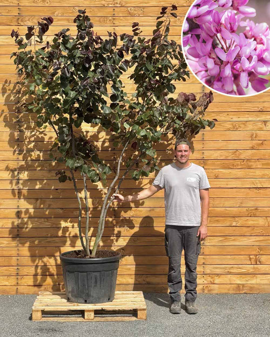 Kanadischer Judasbaum – Cercis canadensis ‘Merlot’ (Mehrstämmig) (Pre Sale)