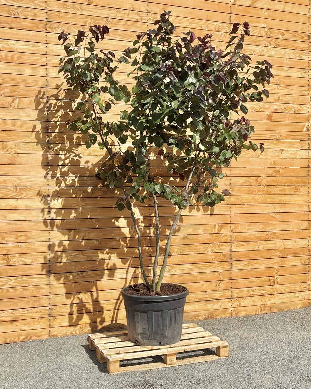 Kanadischer Judasbaum – Cercis canadensis ‘Merlot’ (Mehrstämmig) (Pre Sale)