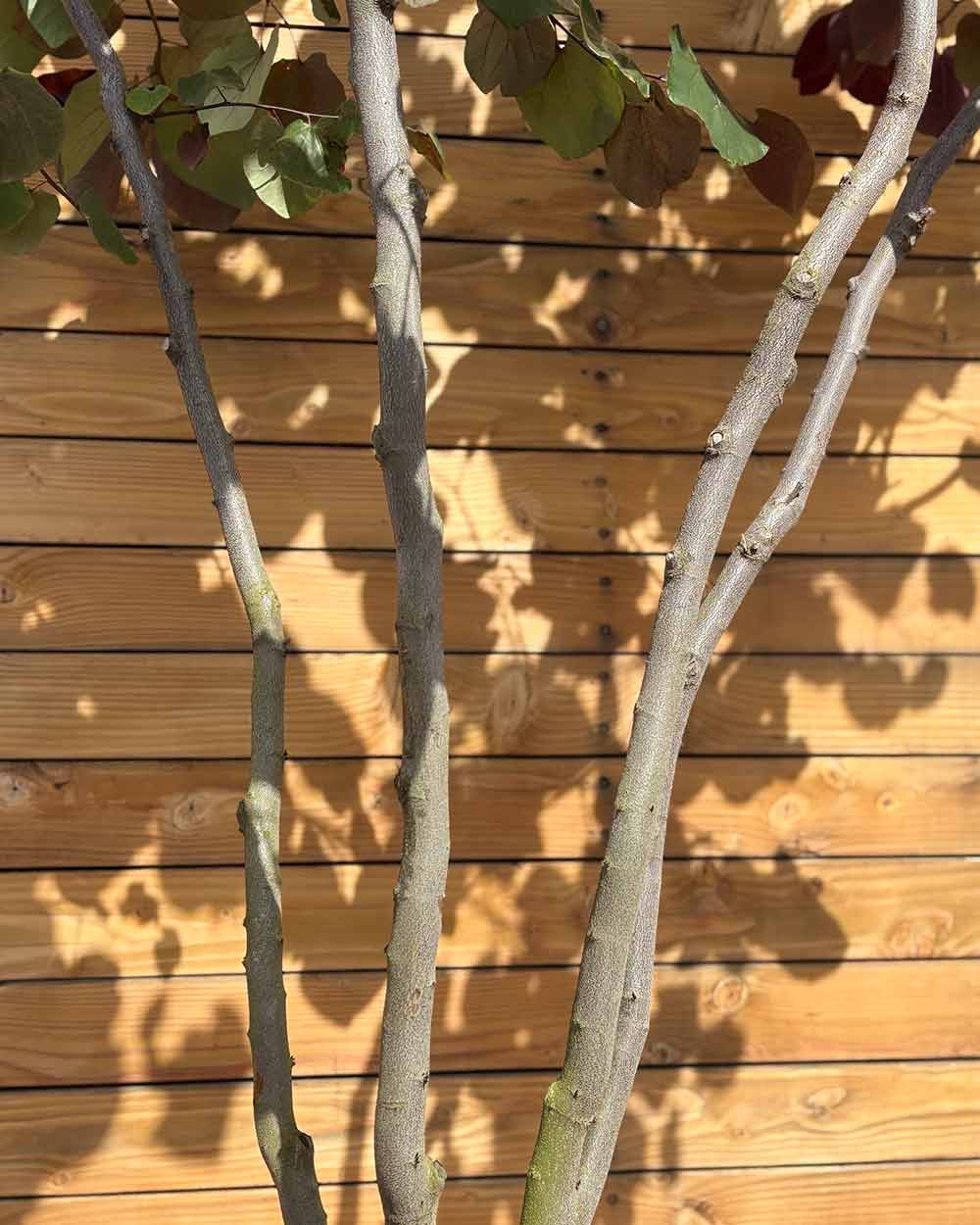 Kanadischer Judasbaum – Cercis canadensis ‘Merlot’ (Mehrstämmig) (Pre Sale)