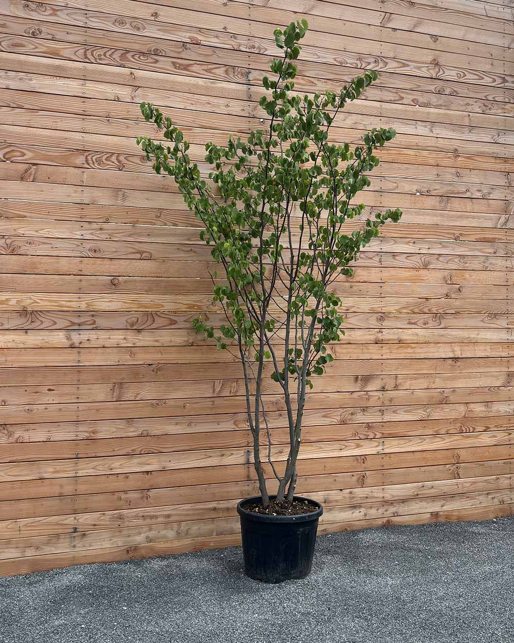 Gewöhnlicher Judasbaum "Cercis Siliquastrum" Mehrstämmig