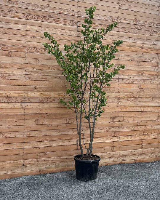 Gewöhnlicher Judasbaum "Cercis Siliquastrum" Mehrstämmig