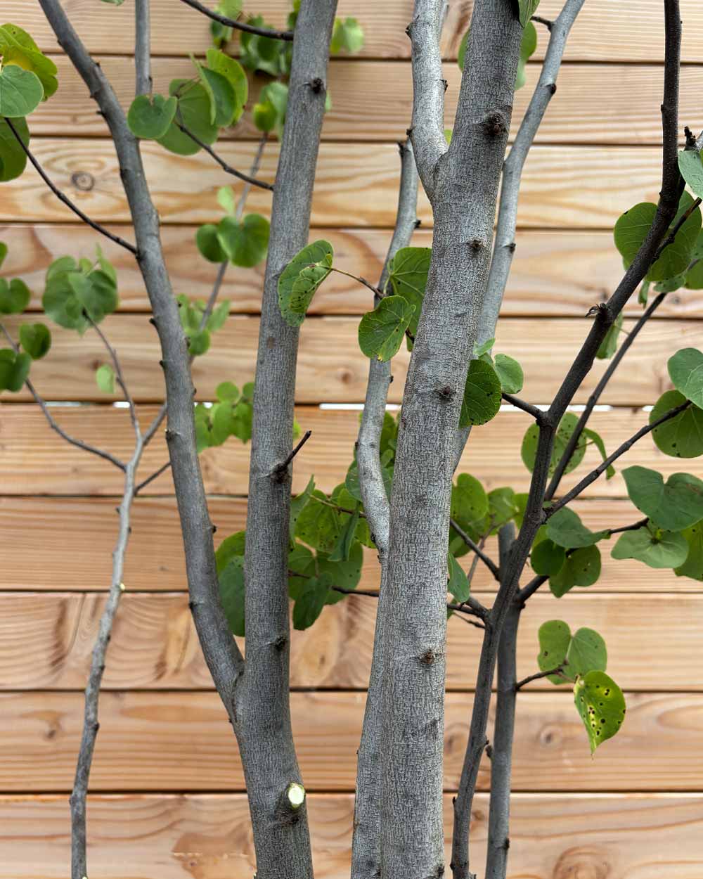 Gewöhnlicher Judasbaum "Cercis Siliquastrum" Mehrstämmig