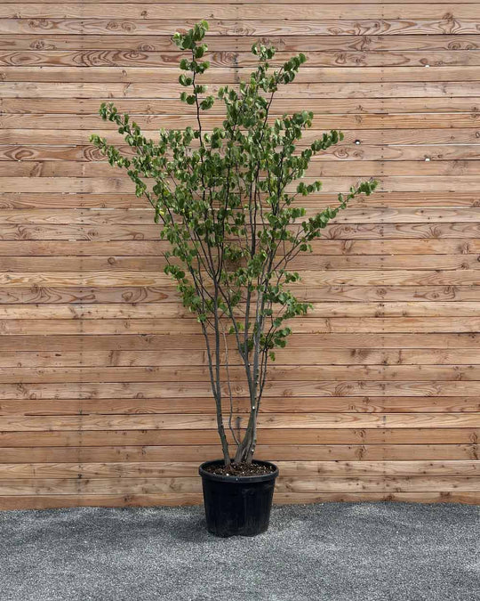 Gewöhnlicher Judasbaum "Cercis Siliquastrum" Mehrstämmig
