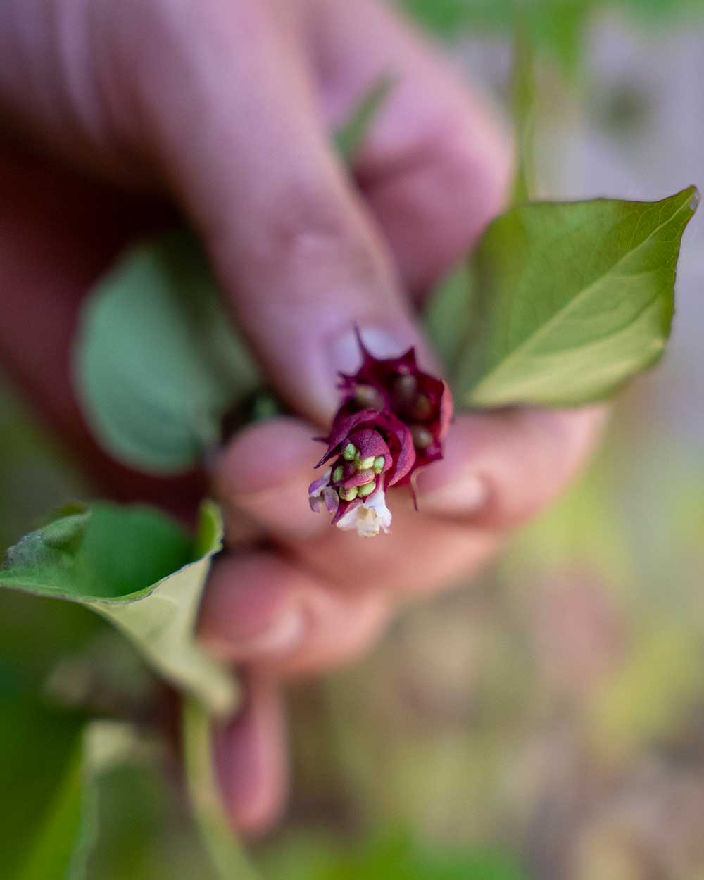 Karamellbeere – Leycesteria formosa ‘Purple Rain’