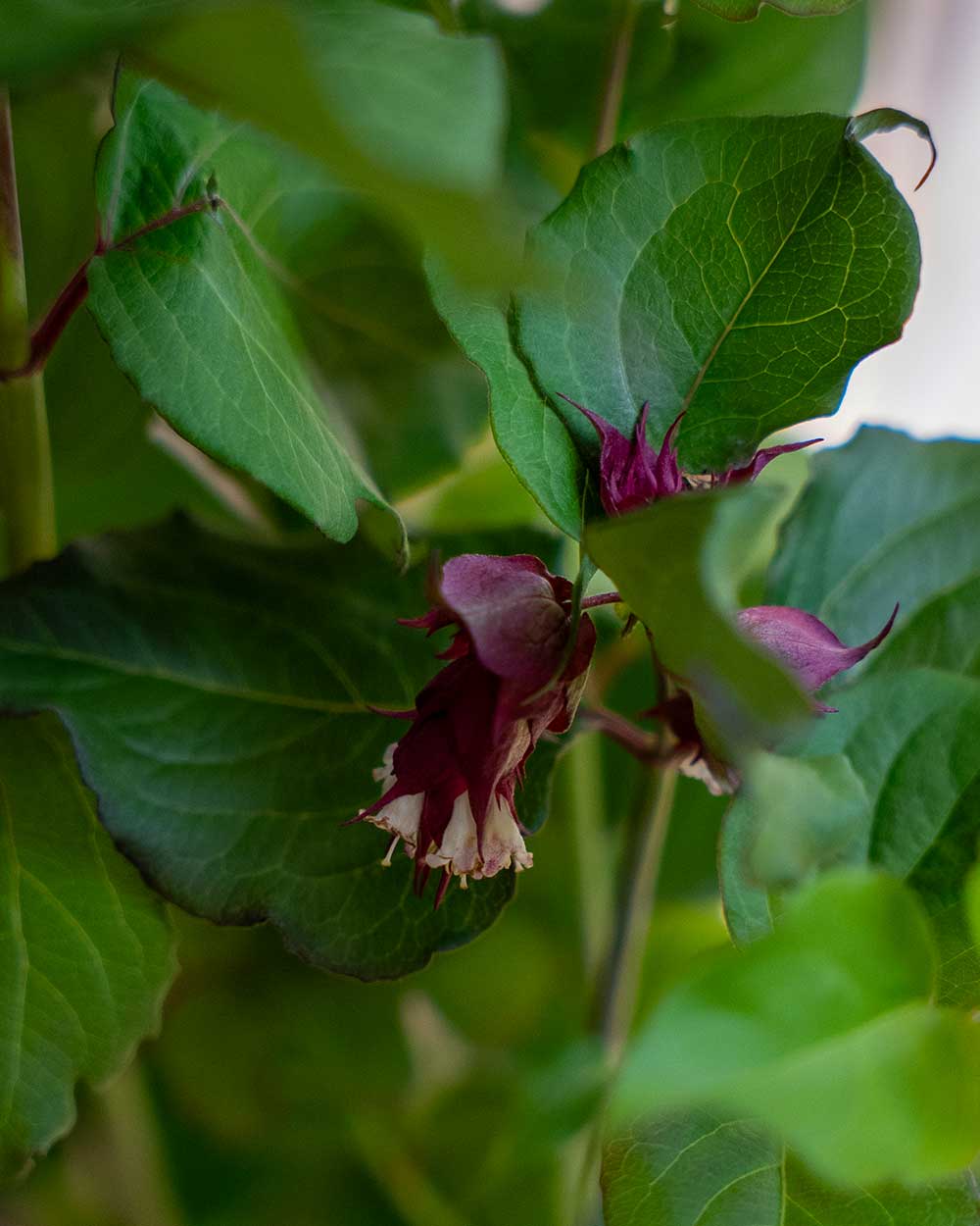 Karamellbeere – Leycesteria formosa ‘Purple Rain’
