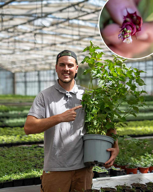 Karamellbeere – Leycesteria formosa ‘Purple Rain’
