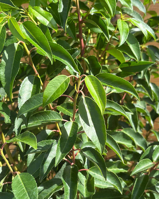 Portugiesischer Kirschlorbeer – Prunus lusitanica ‘Angustifolia’ (Hecke) (Pre Sale)