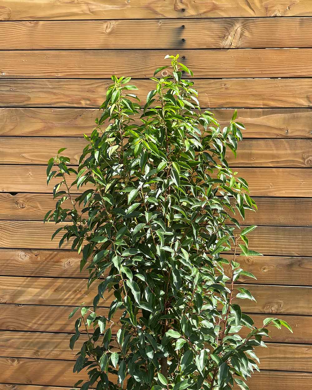 Portugiesischer Kirschlorbeer – Prunus lusitanica ‘Angustifolia’ (Hecke) (Pre Sale)