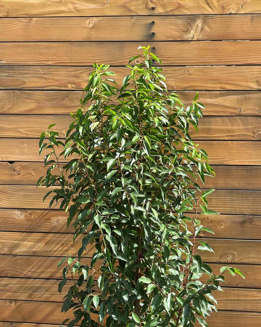Portugiesischer Kirschlorbeer – Prunus lusitanica ‘Angustifolia’ (Hecke) (Pre Sale)