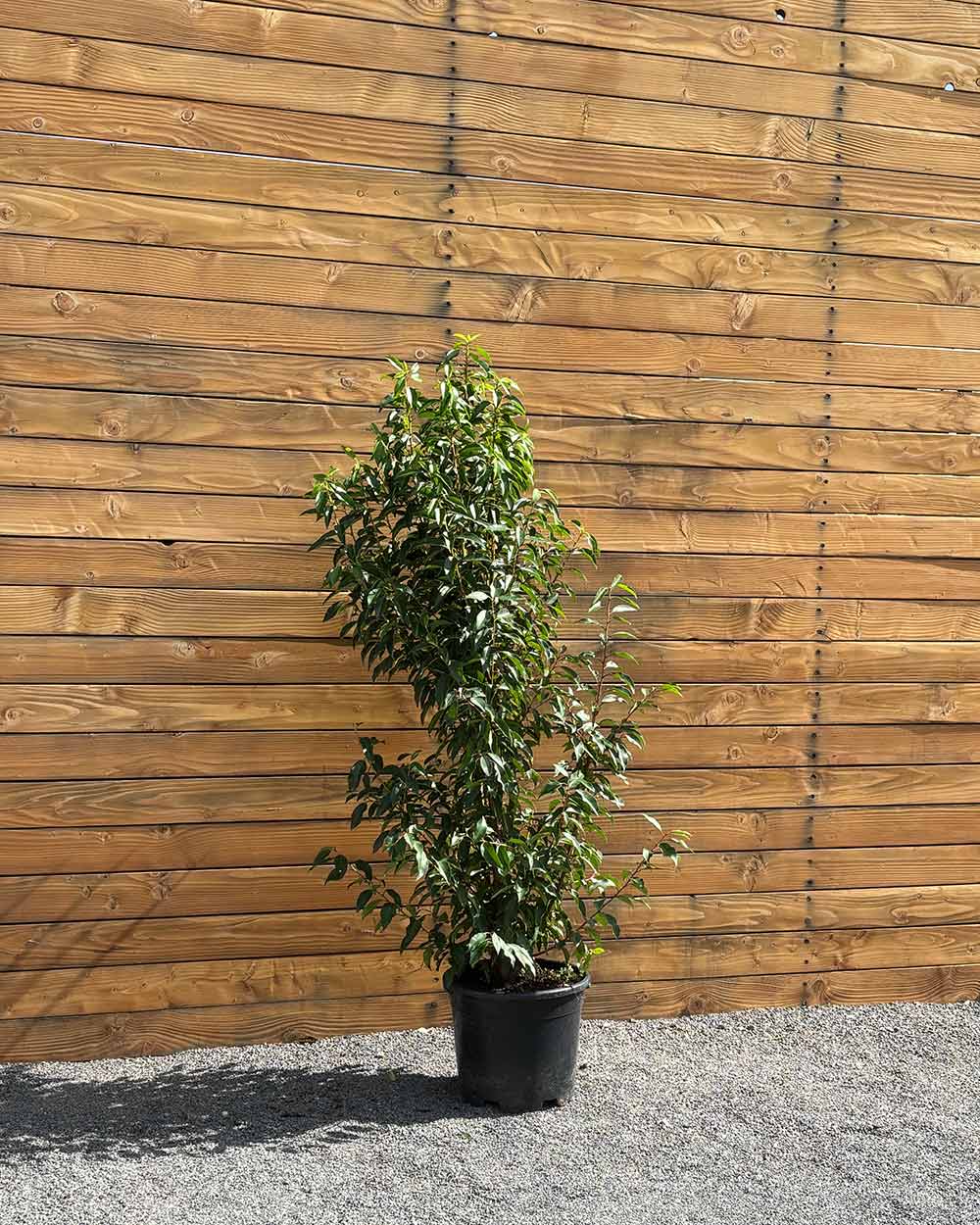 Portugiesischer Kirschlorbeer – Prunus lusitanica ‘Angustifolia’ (Hecke) (Pre Sale)