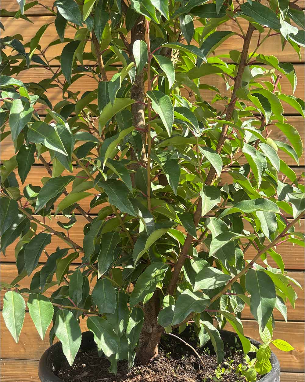 Portugiesischer Kirschlorbeer – Prunus lusitanica ‘Angustifolia’ (Hecke) (Pre Sale)