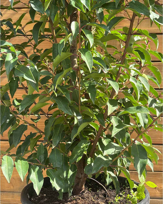 Portugiesischer Kirschlorbeer – Prunus lusitanica ‘Angustifolia’ (Hecke) (Pre Sale)