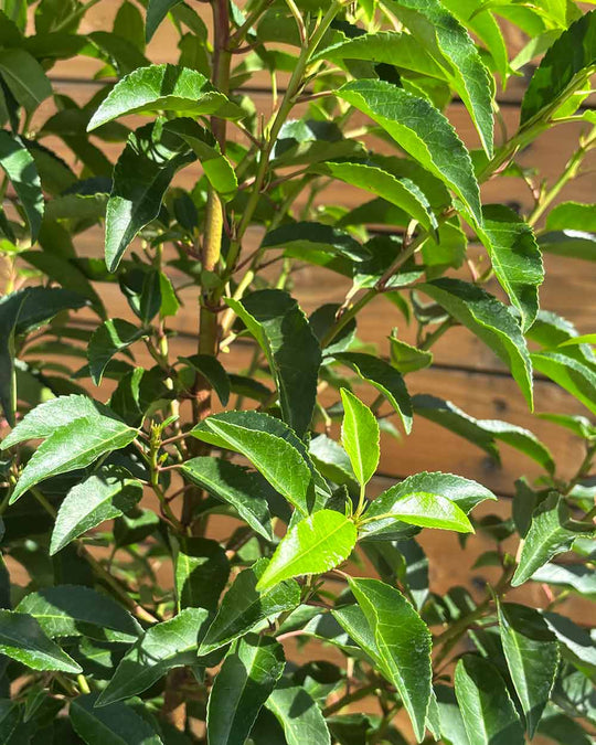 Portugiesischer Kirschlorbeer – Prunus lusitanica ‘Angustifolia’ (Hecke) (Pre Sale)