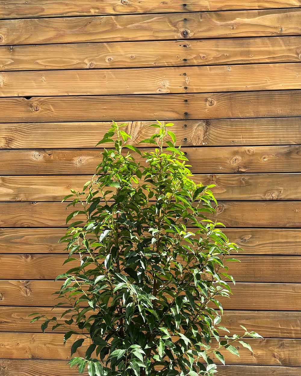 Portugiesischer Kirschlorbeer – Prunus lusitanica ‘Angustifolia’ (Hecke) (Pre Sale)